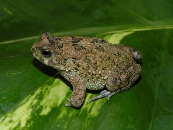 Media type: image;   Herpetology A-148091 Aspect: lateral